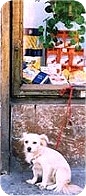Dog on lead tied to shop window