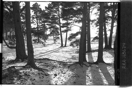 Scots pines, Inverness-shire